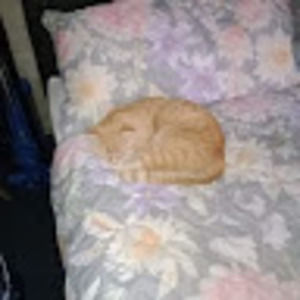 Meet your Posher, Ginger